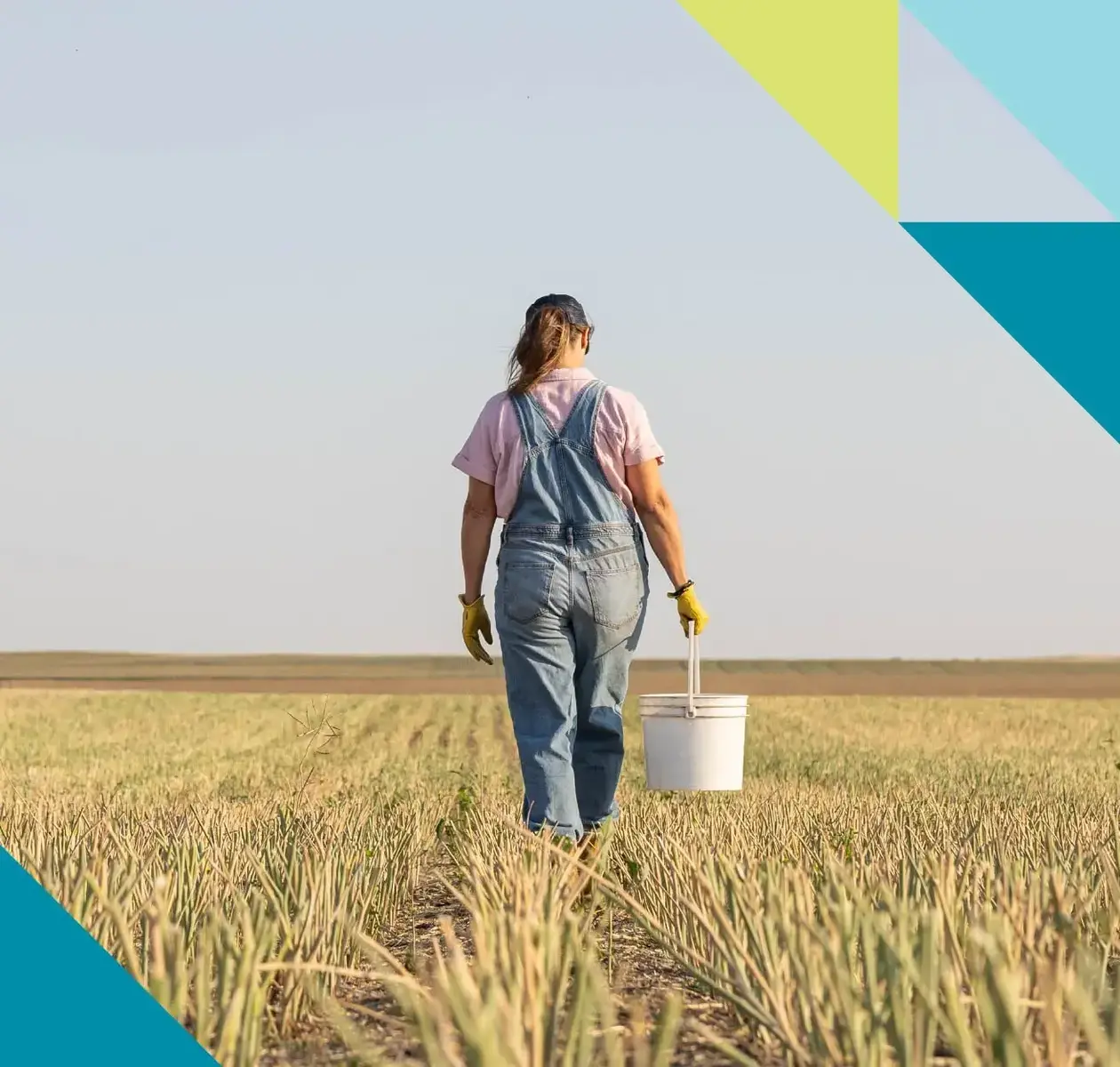 A woman in denim overalls carries a bucket through a harvested wheat field.