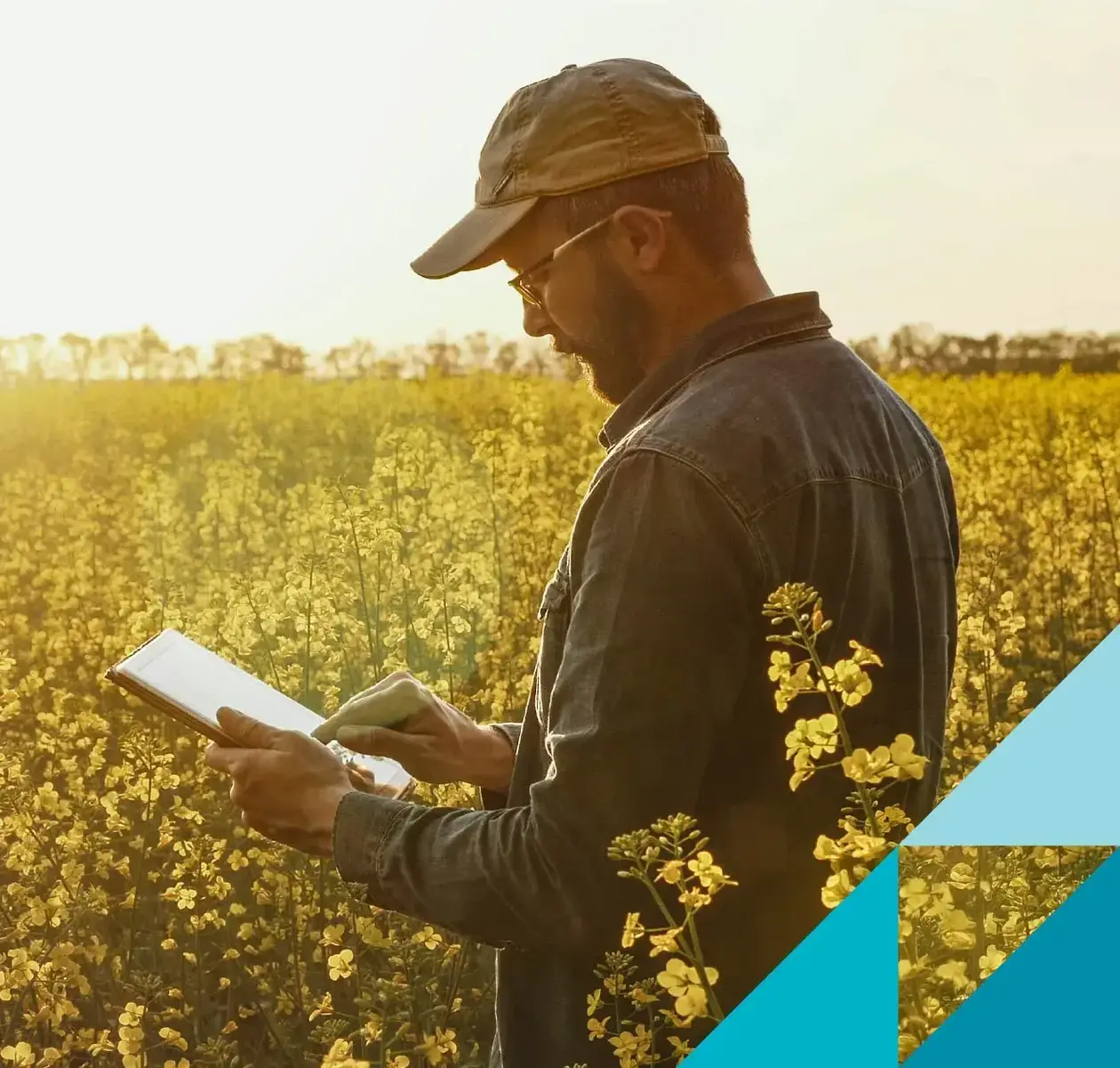 A man standing in a canola field at sunset completes some work on his tablet.