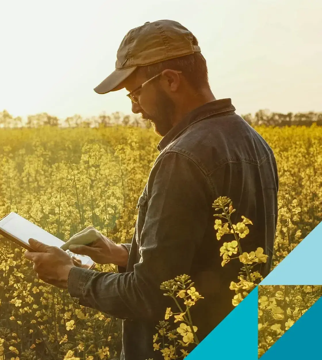 A man standing in a canola field at sunset completes some work on his tablet.