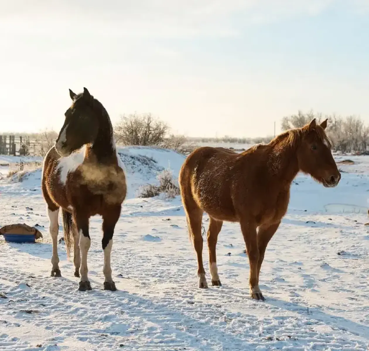 A pair of horses stand in a field draped with a blanket of snow.