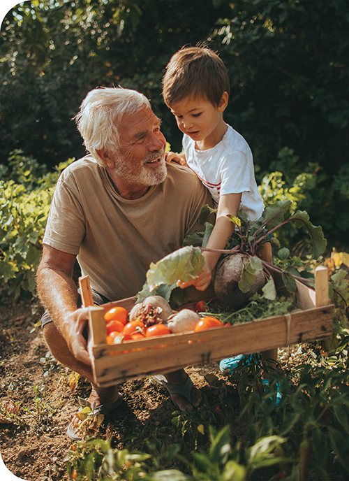 Grandfather with grandson in a garden, happily holding a box of vegetables.
